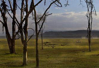 Savana, Kenya